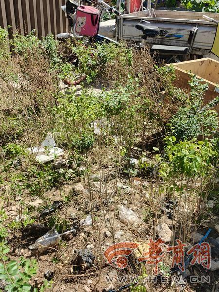 金财配资 小8跑街|星火路一机电市场外 绿化带垃圾长期未清