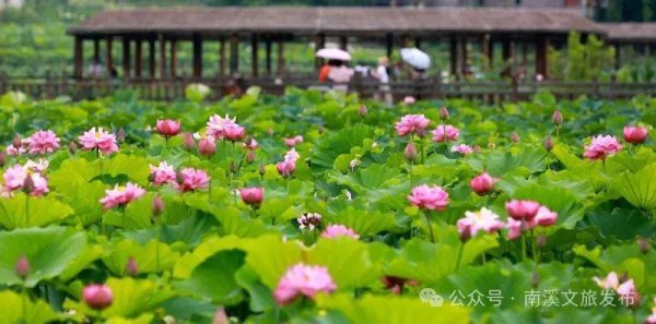 财聚配资 太美了！大片荷花盛开！南溪近郊游攻略，速收藏！